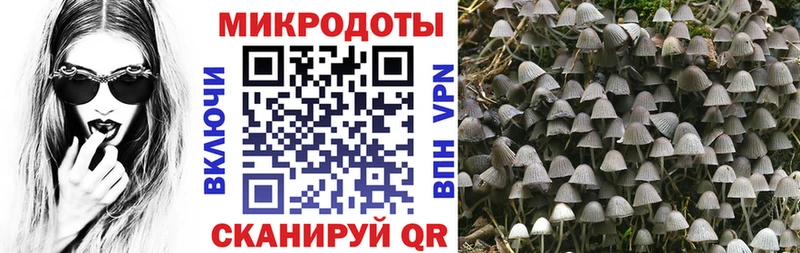 Псилоцибиновые грибы Cubensis  где продают наркотики  Белогорск 